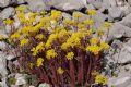 Petrosedum rupestre